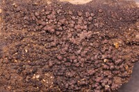 Hypoxylon lenormandii image