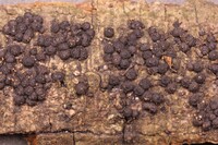 Hypoxylon quisquiliarum image