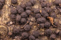 Hypoxylon quisquiliarum image