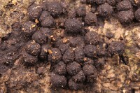 Hypoxylon quisquiliarum image