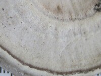 Microporus quarrei image