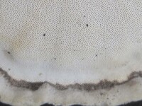 Microporus quarrei image