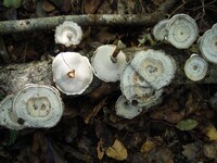Microporus quarrei image
