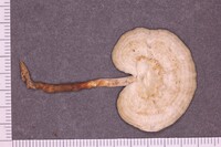 Image of Amauroderma albocontextum