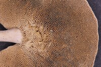 Amauroderma albocontextum image