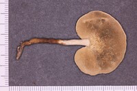 Amauroderma albocontextum image