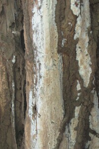 Dichomitus citricremeus image