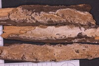 Dichomitus citricremeus image