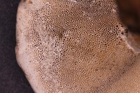 Amauroderma albocontextum image