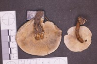 Amauroderma albocontextum image