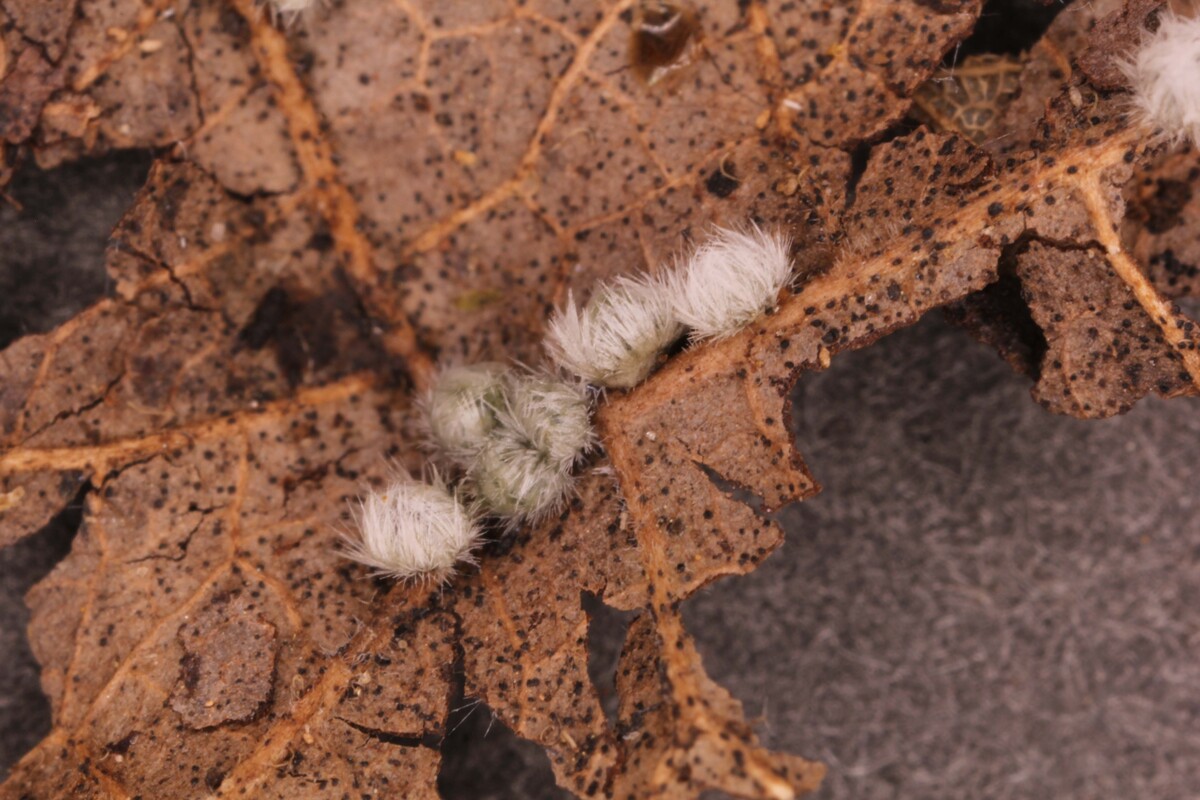 Albifimbria verrucaria image
