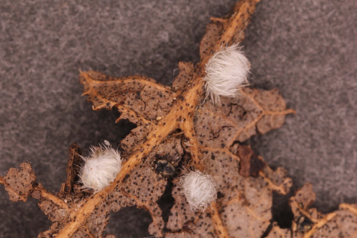 Albifimbria verrucaria image