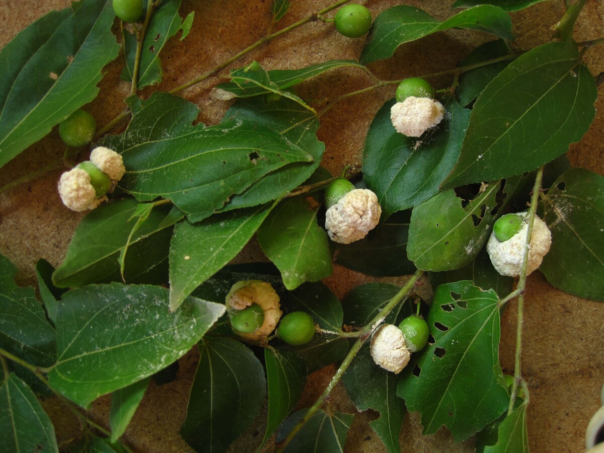 Coniodictyum chevalieri image
