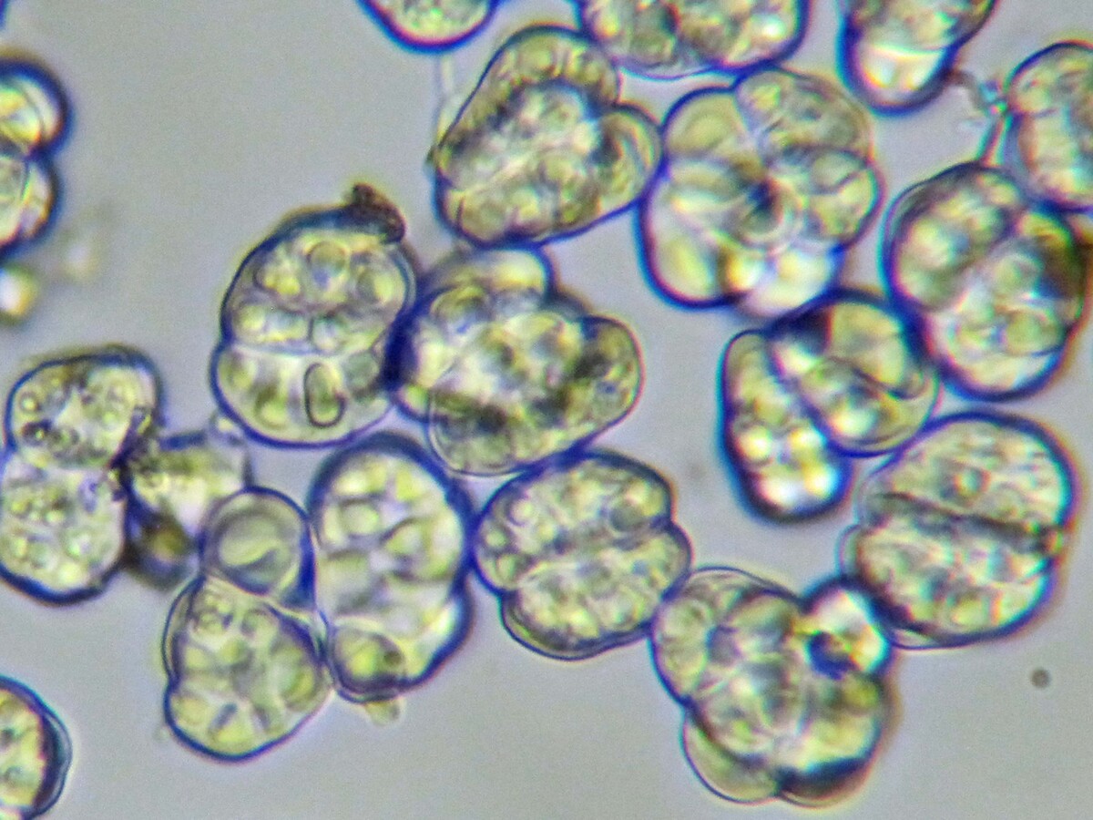 Coniodictyum chevalieri image