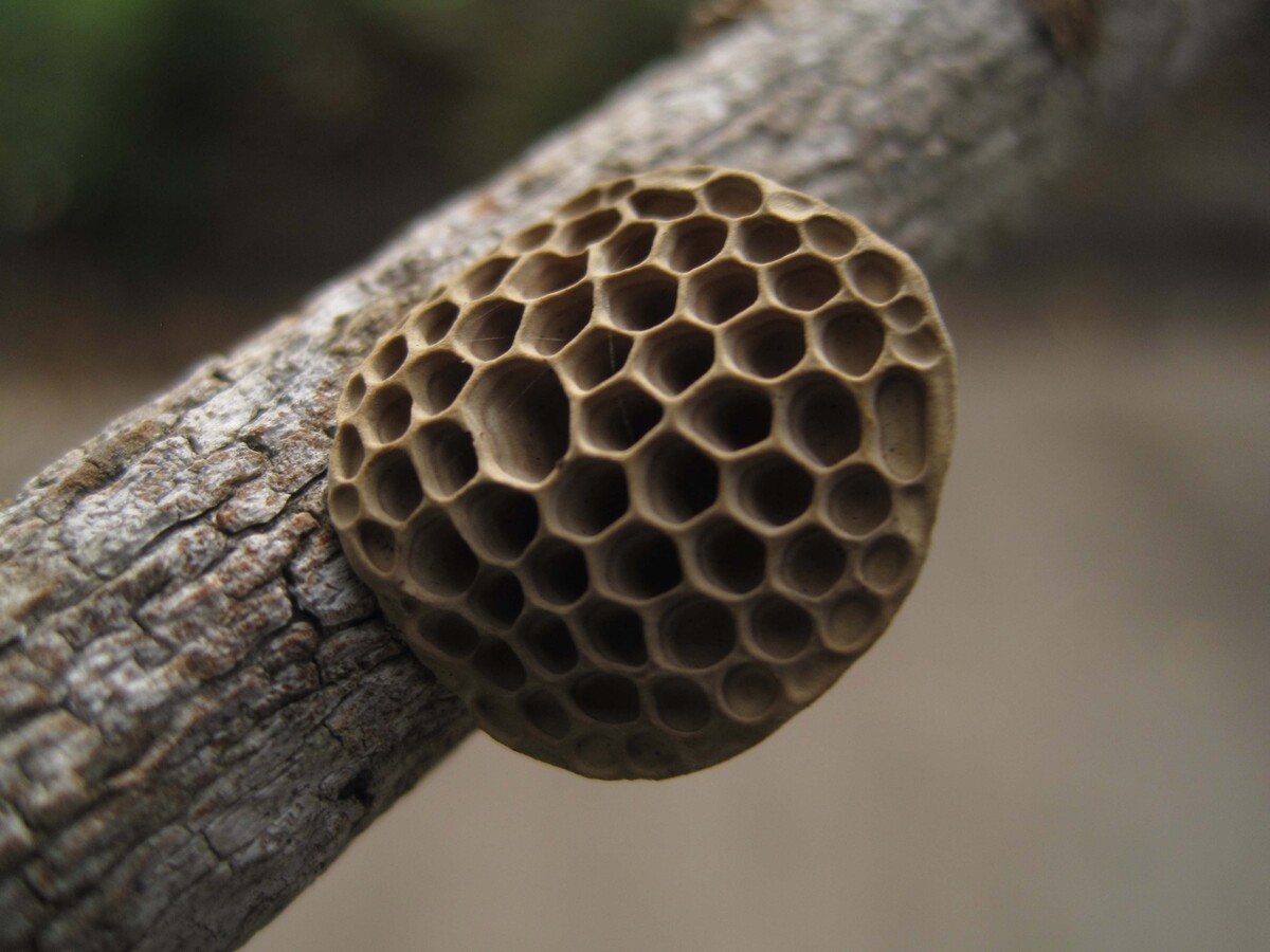 Hexagonia niam-niamensis image