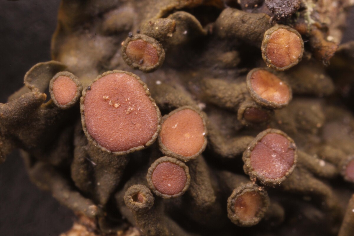 Collema pulchellum var. subnigrescens image