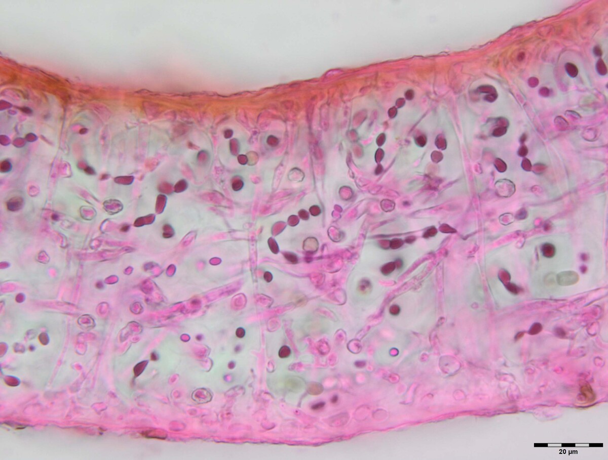 Collema pulchellum var. subnigrescens image