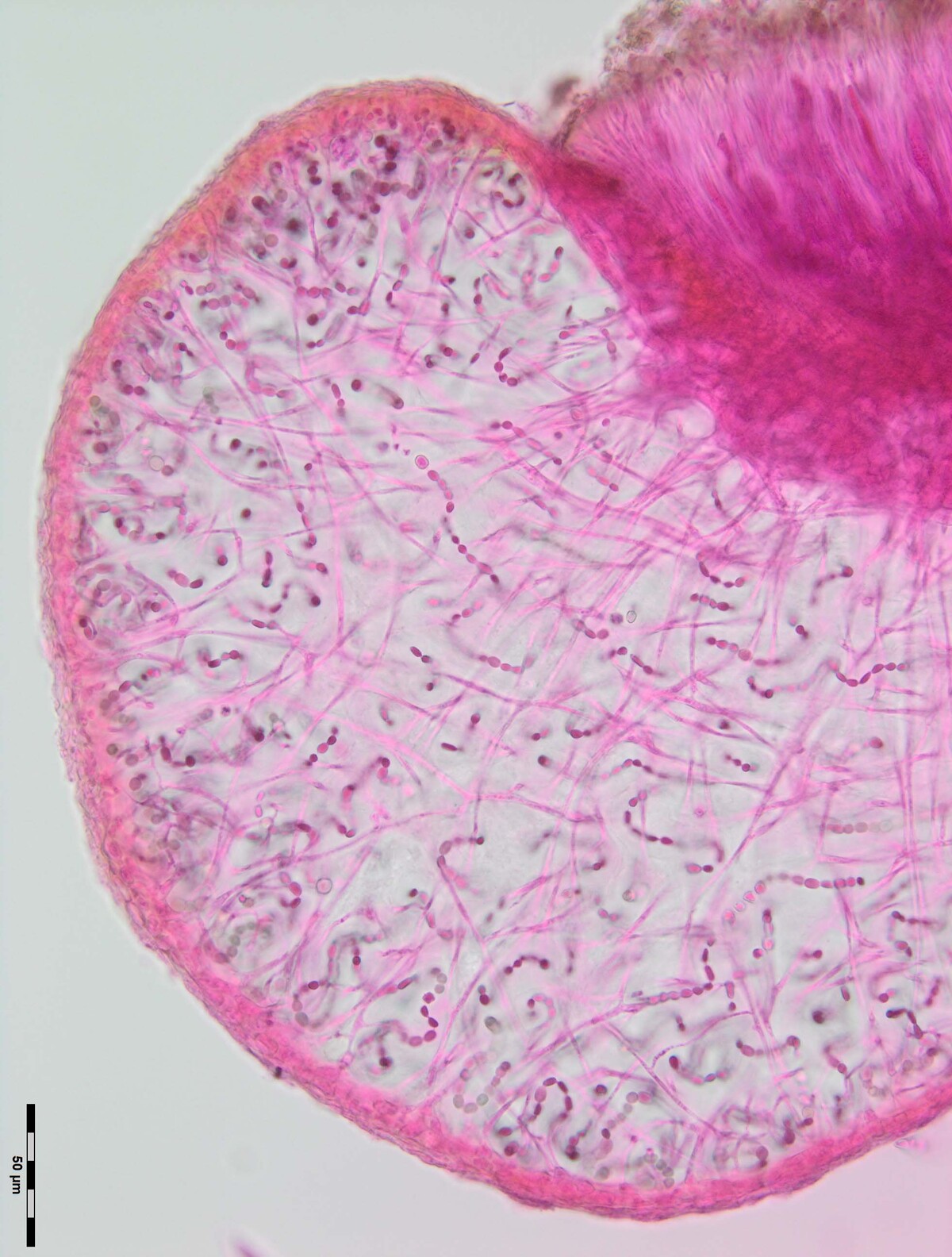 Collema pulchellum var. subnigrescens image