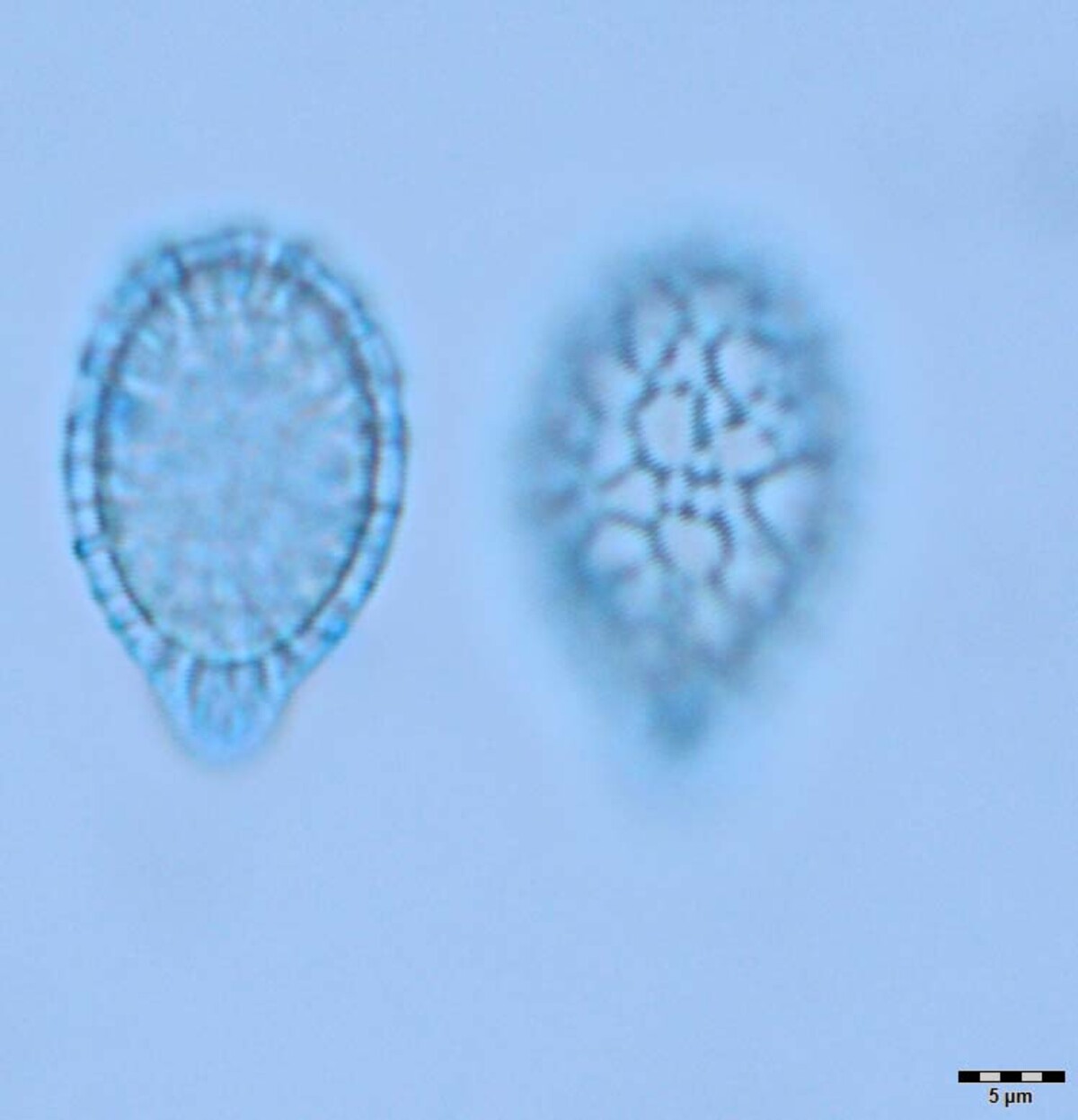 Humphreya eminii image
