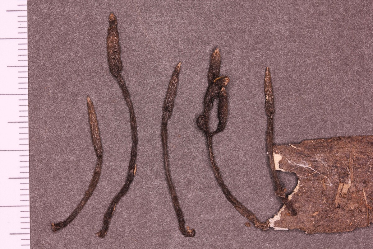 Xylaria bambusicola image