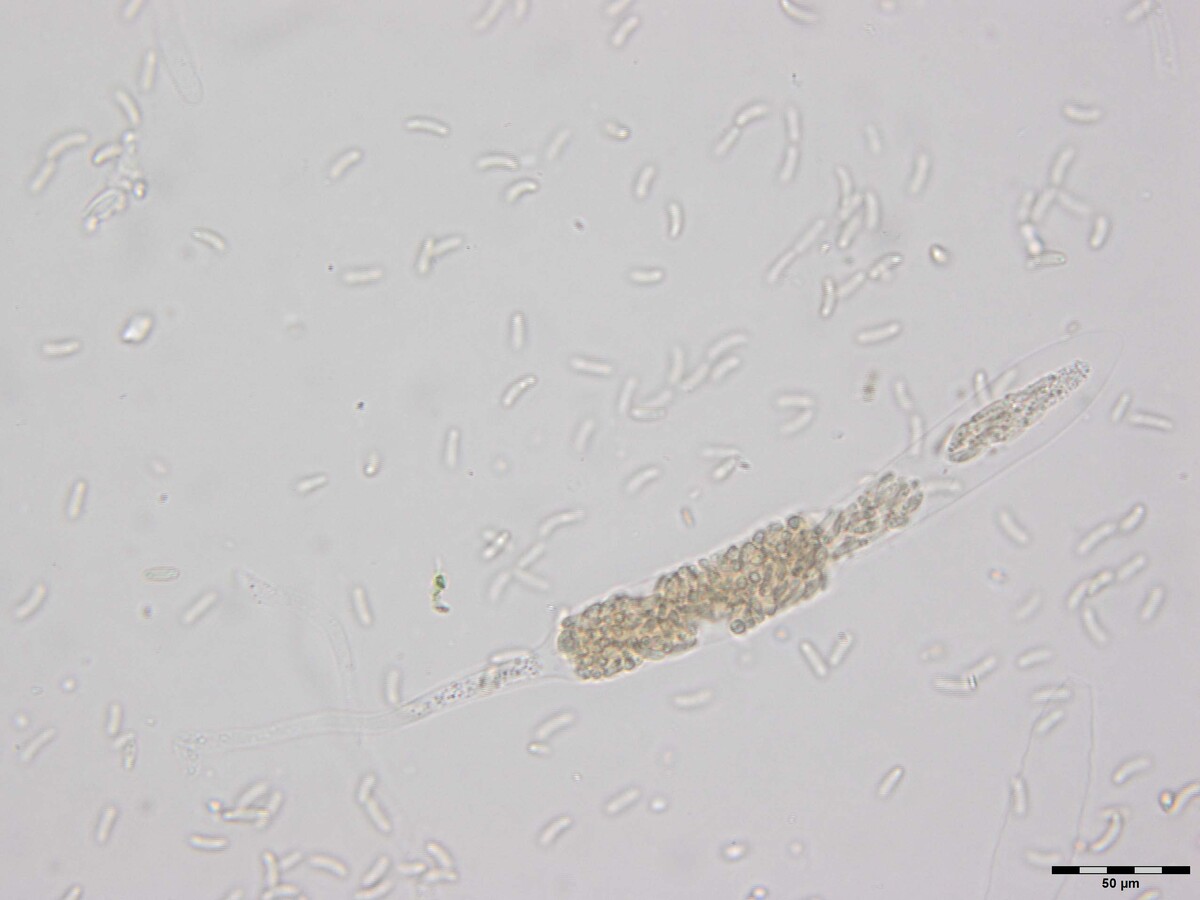 Diatrypella atlantica image