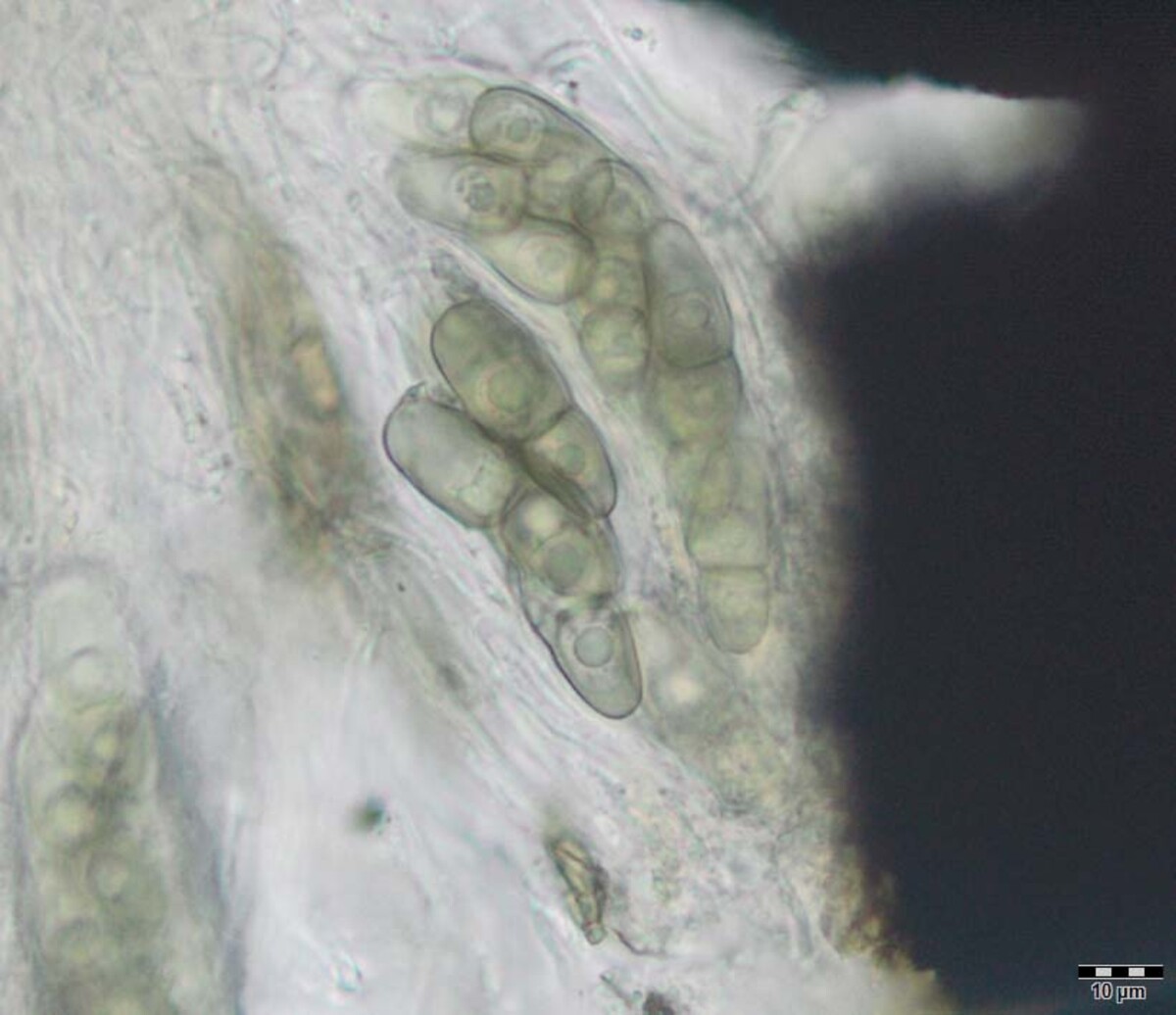 Ericboehmia image