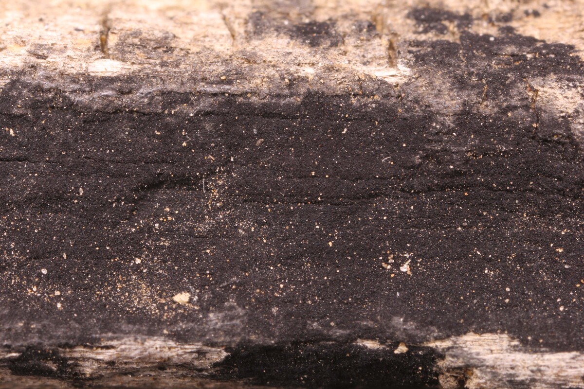 Paradictyoarthrinium diffractum image