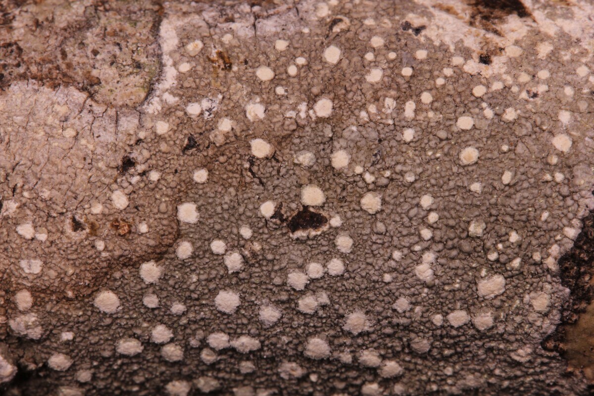 Pertusaria fosseyae image