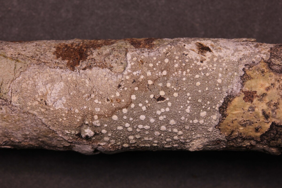 Pertusaria fosseyae image