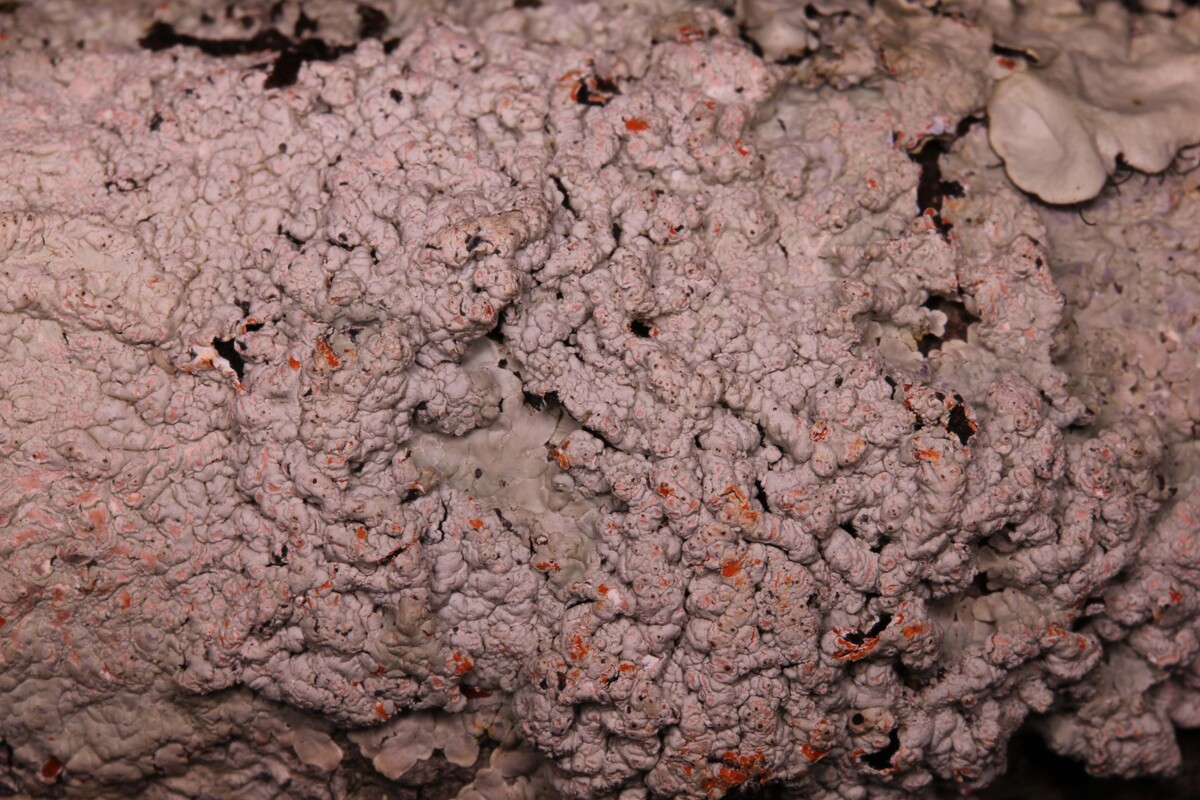 Dirinaria coccinea image