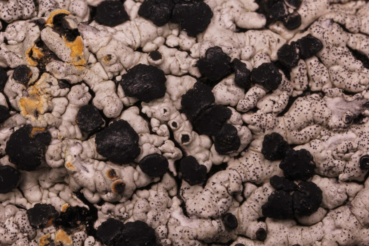 Pyxine rhodesiaca image