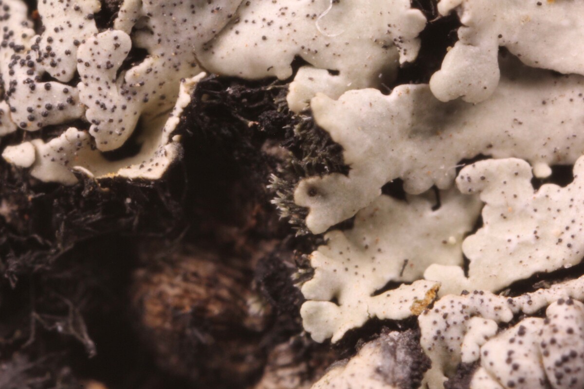 Pyxine rhodesiaca image