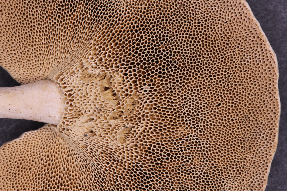 Amauroderma albocontextum image