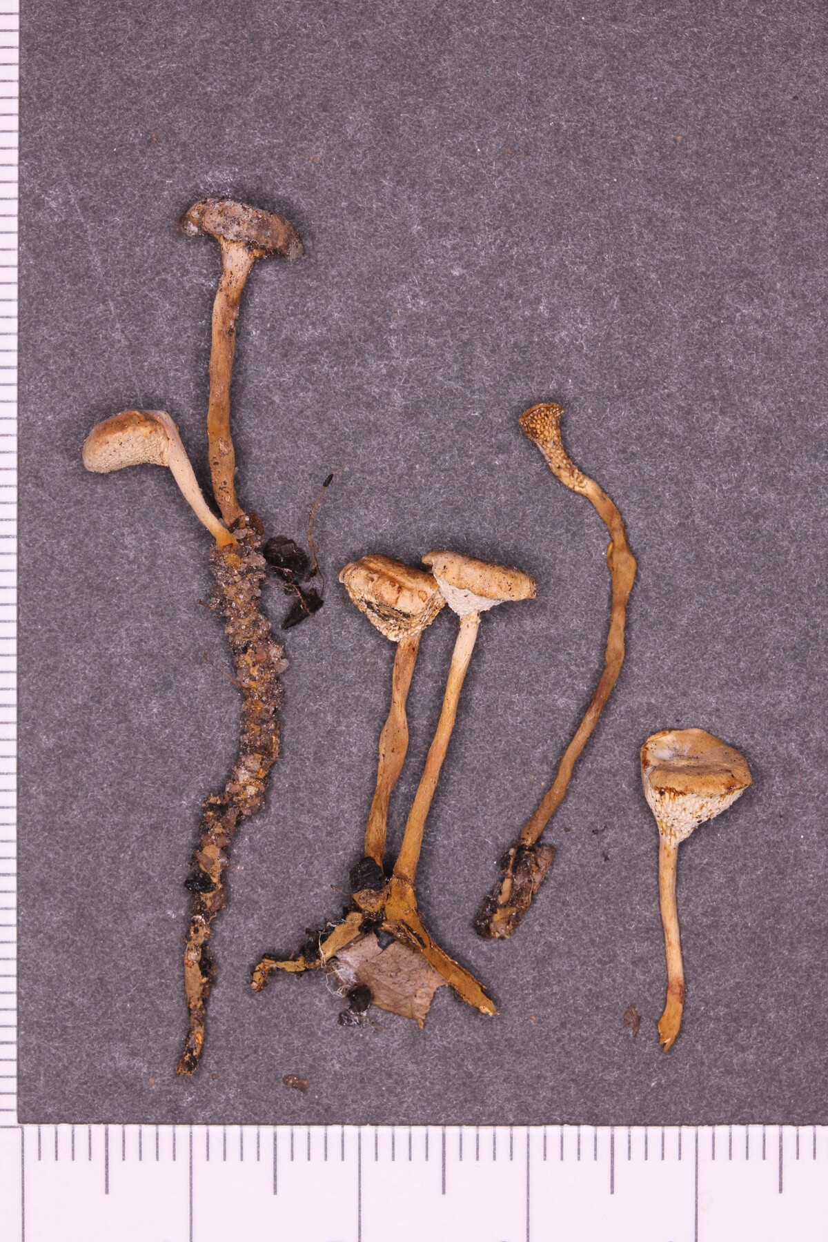 Amauroderma minutum image