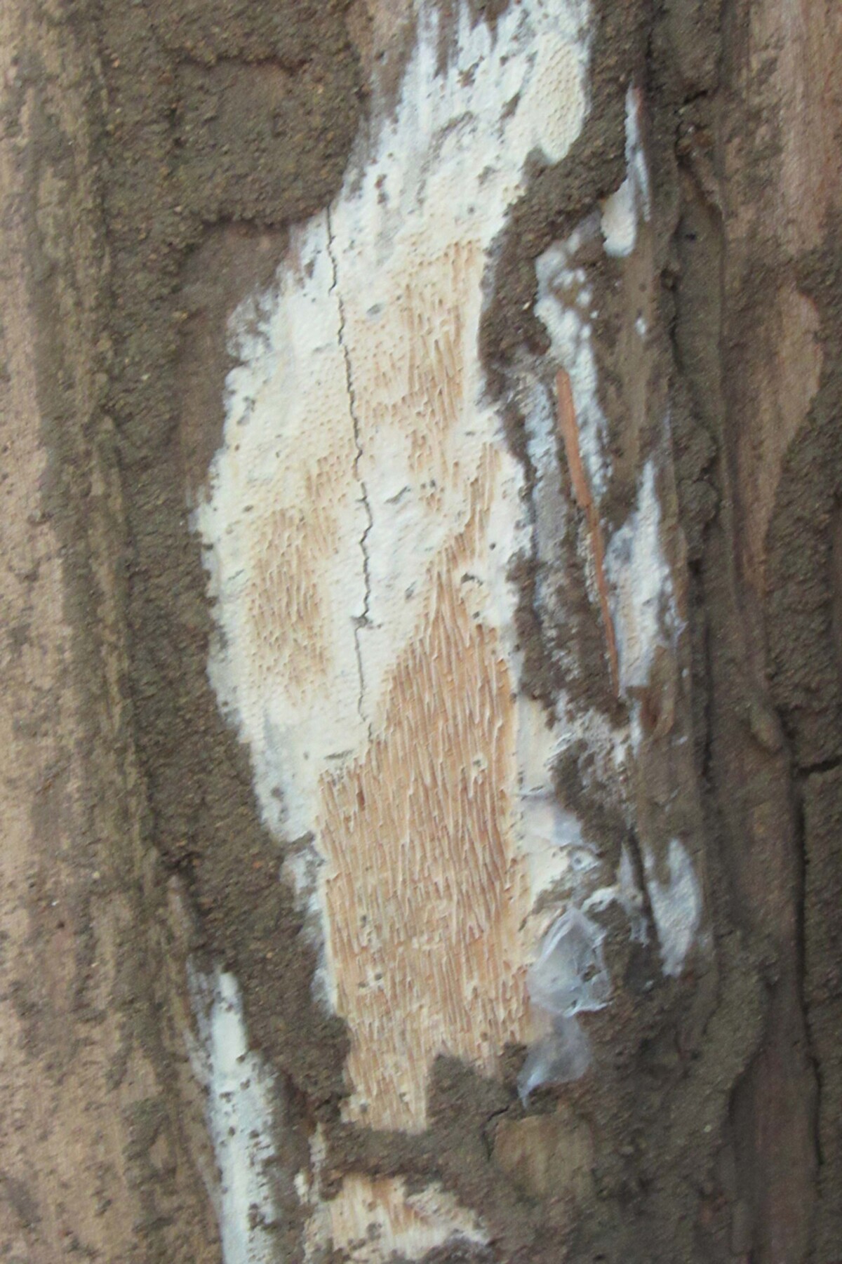 Dichomitus citricremeus image