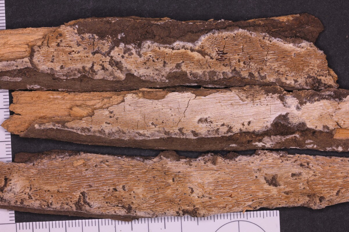 Dichomitus citricremeus image