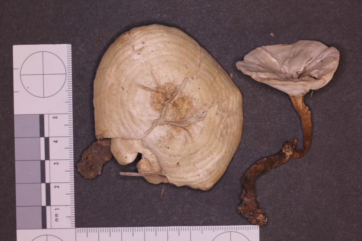 Amauroderma albocontextum image