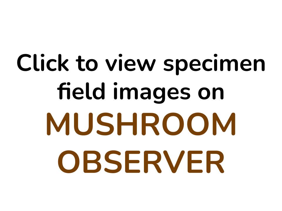 Amanita pantherinoides image