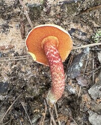 Amoenoboletus weberi image