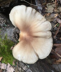 Pleurotus ostreatus image