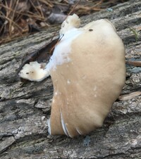 Pleurotus ostreatus image