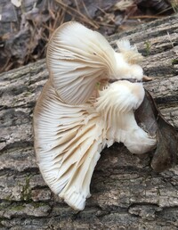 Pleurotus ostreatus image