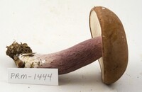 Tylopilus plumbeoviolaceus image