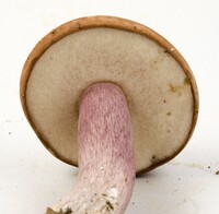 Tylopilus plumbeoviolaceus image