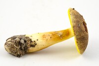 Image of Aureoboletus auriporus