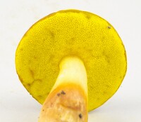 Aureoboletus auriporus image