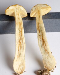 Boletus longicurvipes image