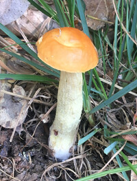 Image of Boletus longicurvipes