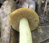 Boletus longicurvipes image