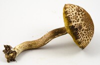 Leccinum rugosiceps image